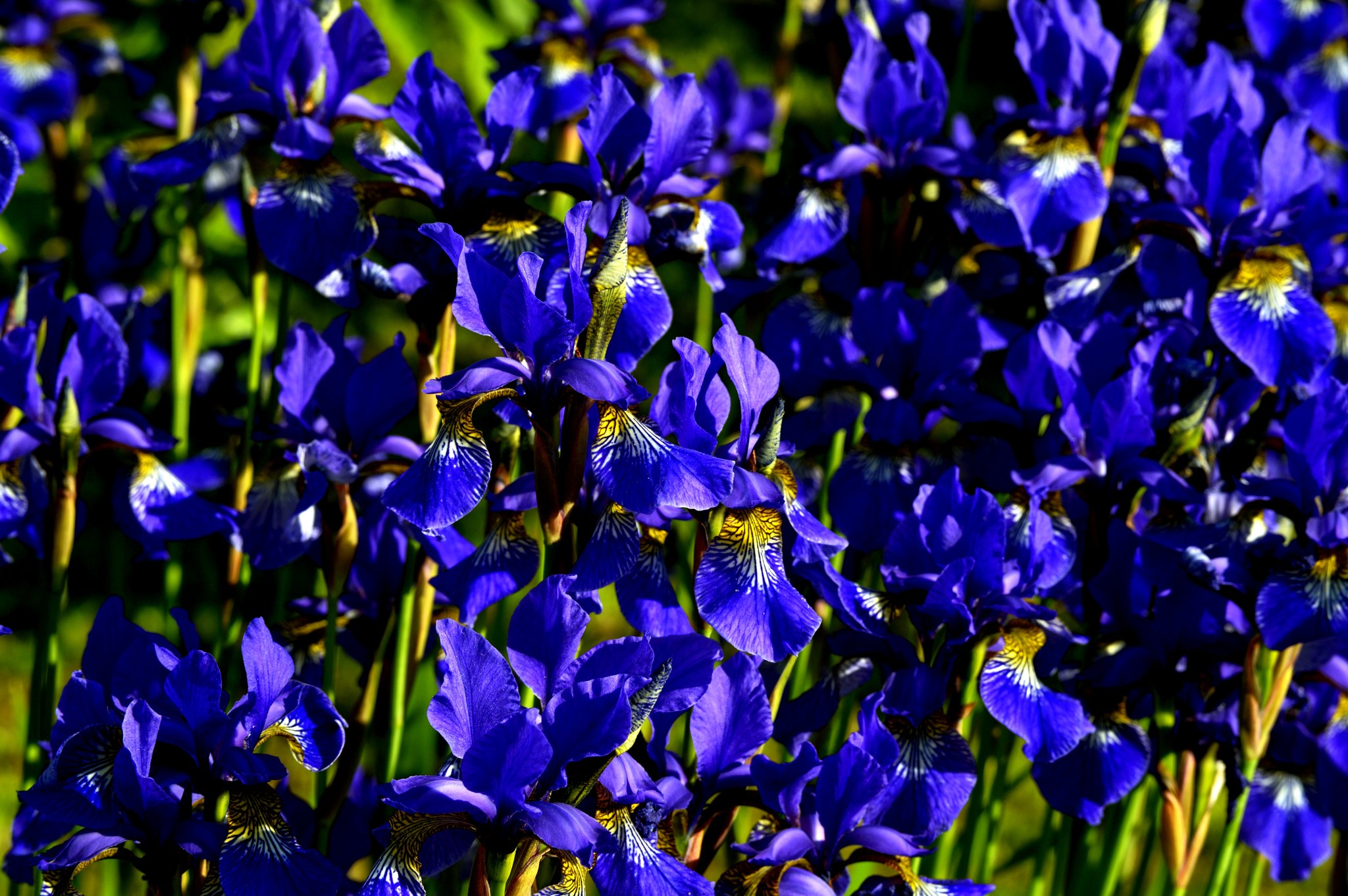 Closeup of Irises flower